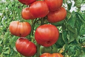 5 лучших новинок томатов для томатного сока