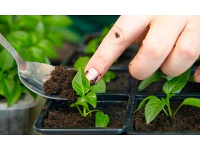 Топ-5 ошибок при выращивании овощей из семян и как их избежать