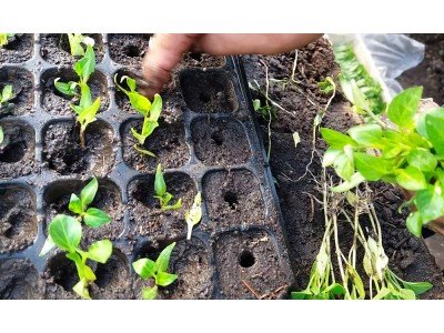 Как правильно подготовить и вырастить рассаду из семян