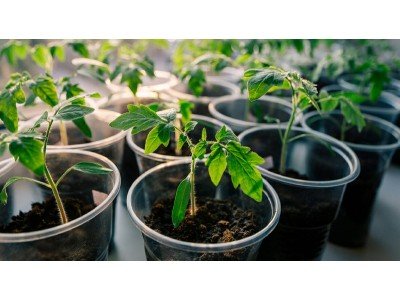 Органические удобрения: Как повысить урожайность без химии