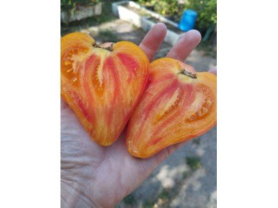 Біколор томати: тренд та популярність на ринку