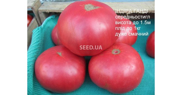 Томат Індіра Ганді
