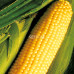 Corn sugar (yellow)