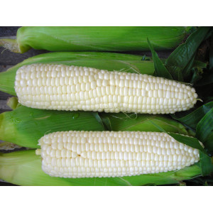Corn sugar (white)