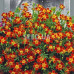 Low-growing marigolds 0.2 – 1 g