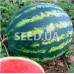 Watermelon Krymson world (Producer) 3 g