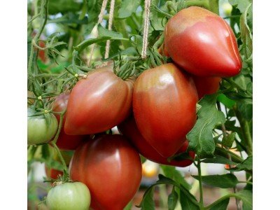 Гноми серед томатів: історія, переваги та улюблені сорти