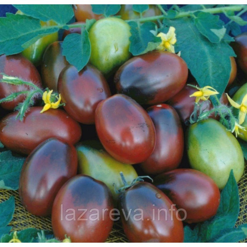 Насіння томату Чорний мавр 30 нас Насіння томату Чорний мавр 30 нас