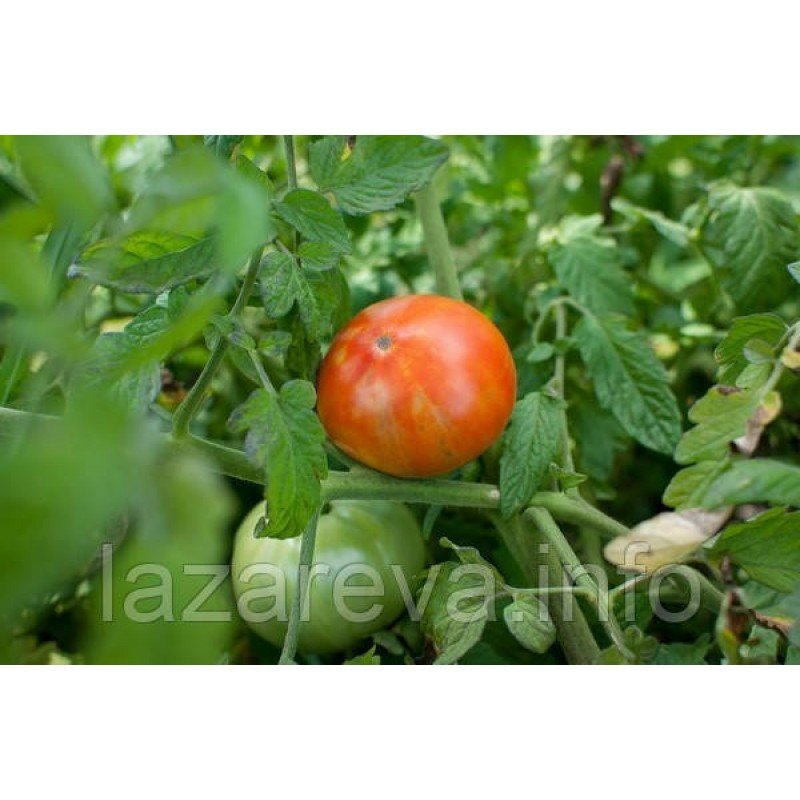 Насіння томату Вождь червоношкірих 30 нас Насіння томату Вождь червоношкірих 30 нас