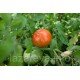 Насіння томату Вождь червоношкірих 30 нас Насіння томату Вождь червоношкірих 30 нас