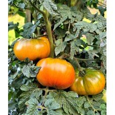Гном Маралінга (Dwarf Maralinga) 10 нас