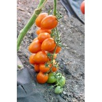 Семена томата Эстрада F1 10 сем