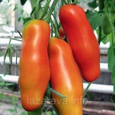 Насіння томату Аурія 30 шт
