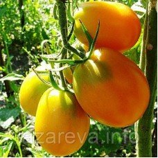 Насіння томату Де-барао жовтий 30 нас