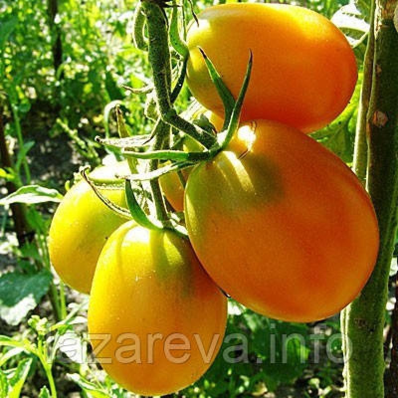Насіння томату Де-барао жовтий 30 нас Насіння томату Де-барао жовтий 30 нас