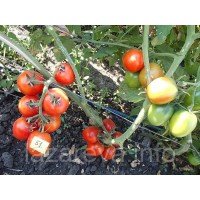Насіння томату Де-барао червоний 30 нас Насіння томату Де-барао червоний 30 нас