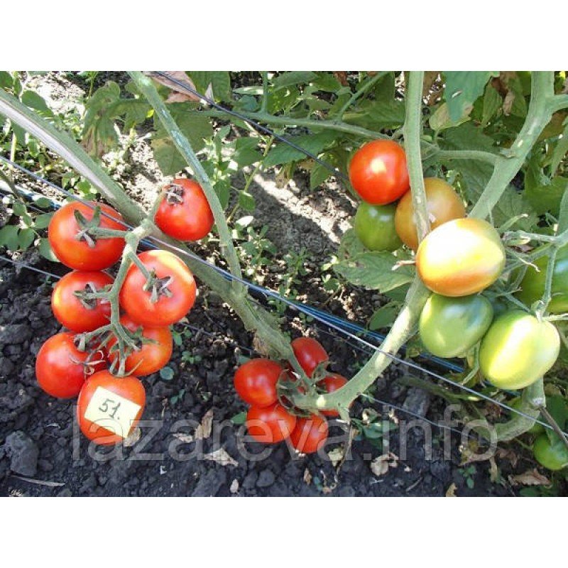 Насіння томату Де-барао червоний 30 нас Насіння томату Де-барао червоний 30 нас