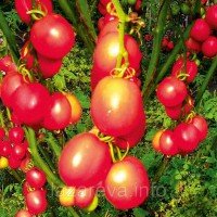 Семена томата Де-барао царский 30 сем Семена томата Де-барао царский 30 сем