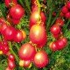 Насіння томату Де-барао царський 30 нас Насіння томату Де-барао царський 30 нас