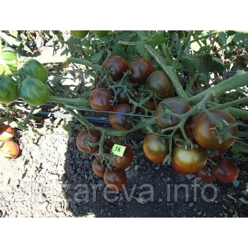 Насіння томату Де-барао чорний (15 насінин) Насіння томату Де-барао чорний (15 насінин)