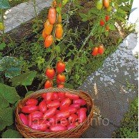 Семена томата Семена от Лазаревых Розовая сосулька 0,1 гр (15-30 семян)