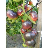 Семена томата Аметистовая драгоценность 30 сем