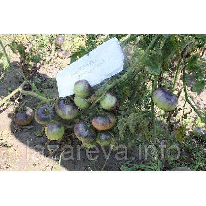 Семена томата Аметистовая драгоценность 30 сем Семена томата Аметистовая драгоценность 30 сем