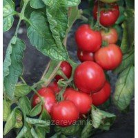 Семена томата Эгоист F1 10 шт