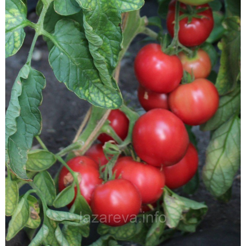 Насіння томату Егоїст F1 10 шт Насіння томату Егоїст F1 10 шт