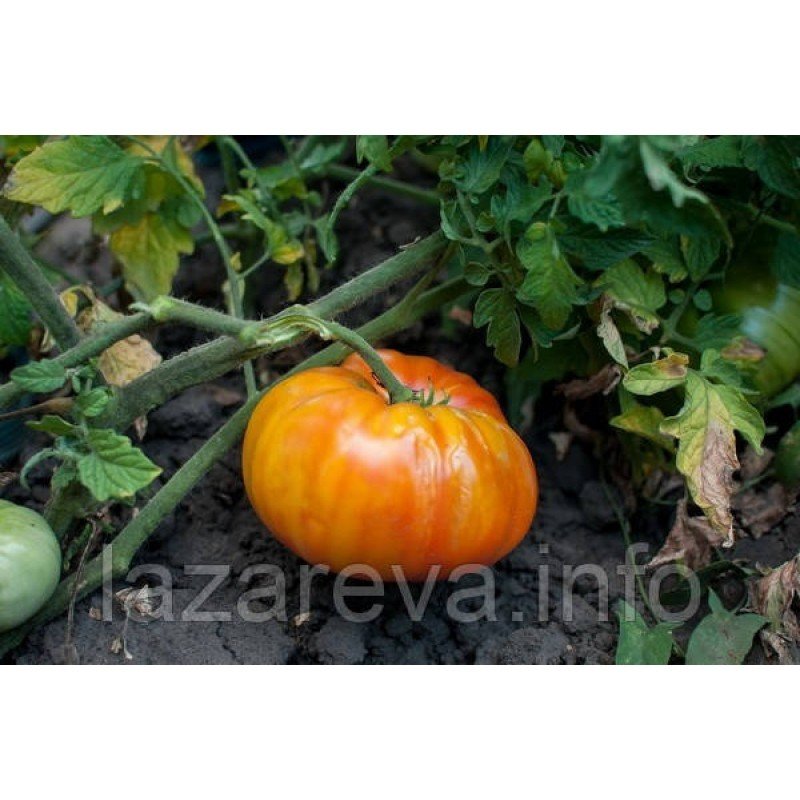 Насіння томату Ананас 30 нас Насіння томату Ананас 30 нас