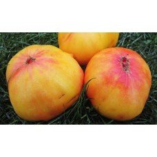 Насіння томату Бурракерскі улюбленці 15 насінин)