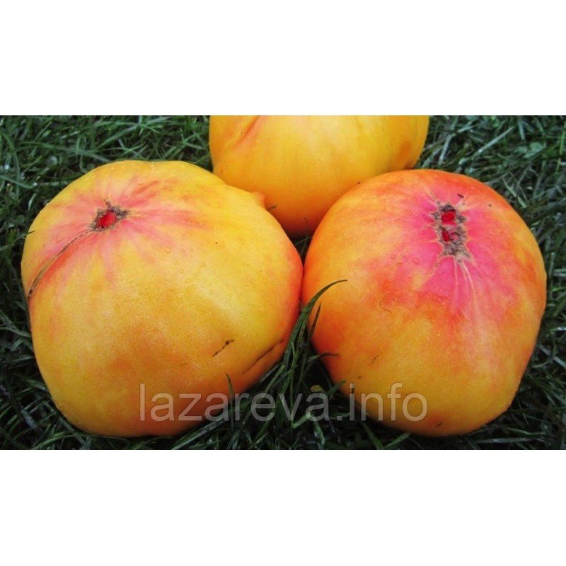 Семена томата Семена от Лазаревых Бурракерские любимцы 0,1 гр (15-30 семян) Семена томата Семена от Лазаревых Бурракерские любимцы 0,1 гр (15-30 семян)