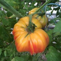 Семена томата Семена от Лазаревых Бабушки Виней 0,1 гр (15-30 семян)