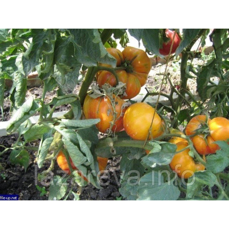 Семена томата Семена от Лазаревых Бабушки Виней 0,1 гр (15-30 семян)