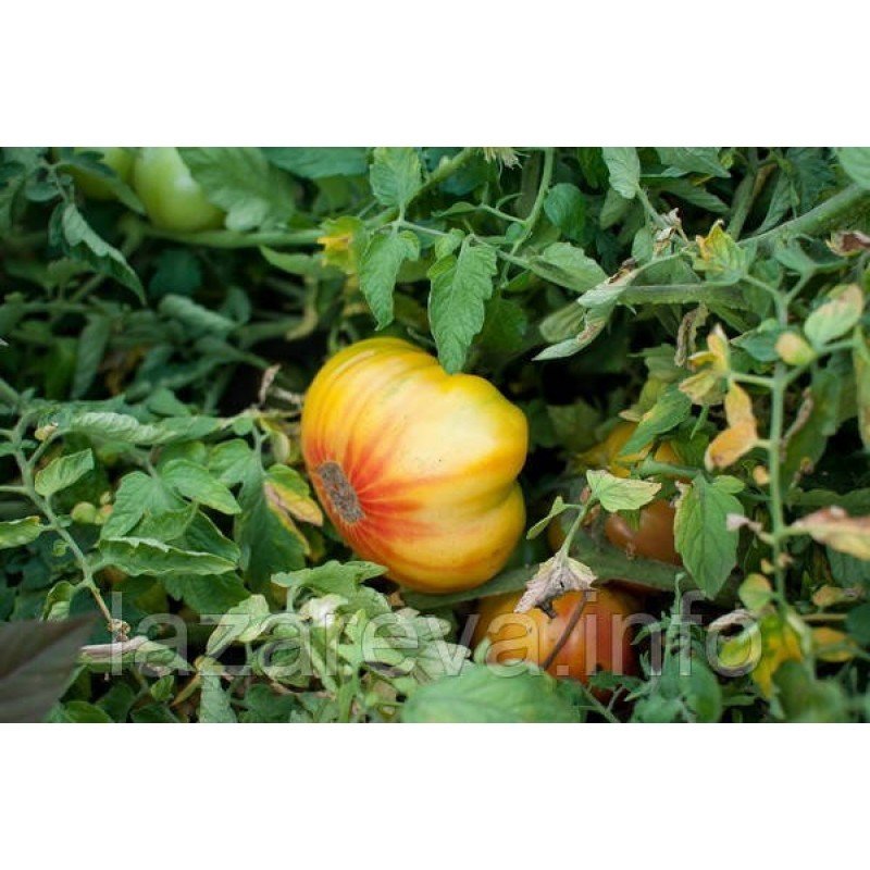 Семена томата Семена от Лазаревых Лифтен Еллоу 0,1 гр (15-30 семян) Семена томата Семена от Лазаревых Лифтен Еллоу 0,1 гр (15-30 семян)