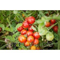 Семена томата Здоровая жизнь 30 сем