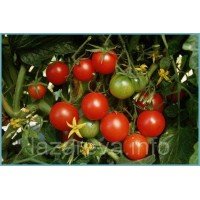 Семена томата Зимняя вишня 30 сем