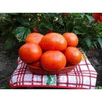 Семена томата Фурор F1 10 сем Семена томата Фурор F1 10 сем