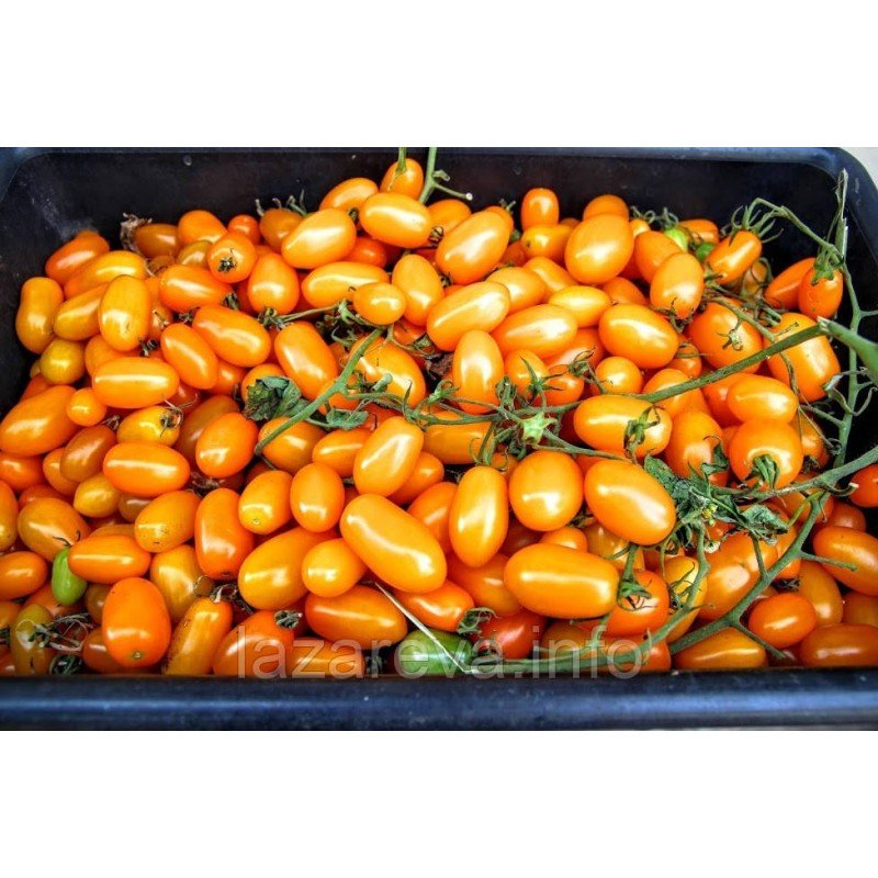 Семена томата Лимончелло 30 сем