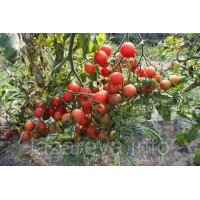 Насіння томату Рожевий кварц 30 нас Насіння томату Рожевий кварц 30 нас