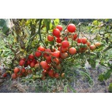 Насіння томату Рожевий кварц 30 нас