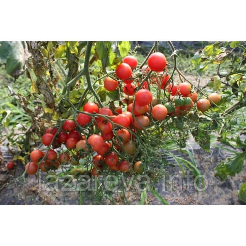 Насіння томату Рожевий кварц 30 нас Насіння томату Рожевий кварц 30 нас