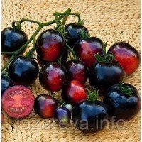 Бузковий туман 30 шт