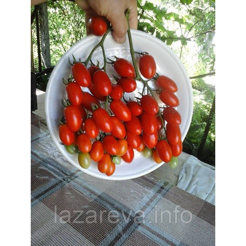 Семена томата Сингапур 30 сем