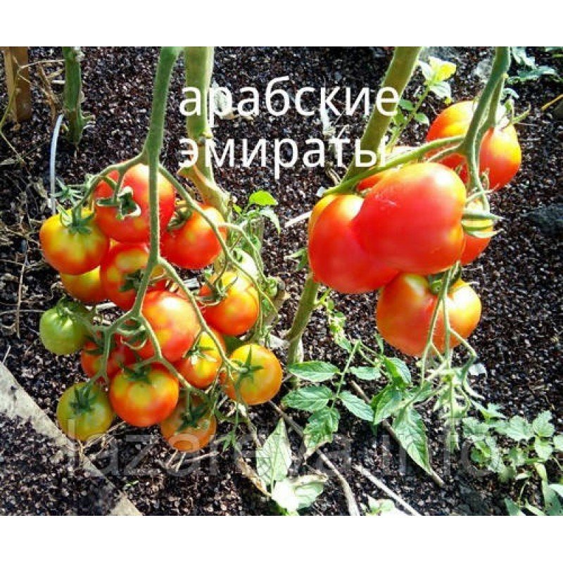 Насіння томату Арабські Емірати 30 нас