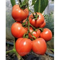 Семена томата Маячок F1 10 сем Семена томата Маячок F1 10 сем