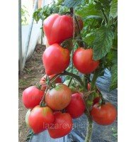 Семена томата Гном Розовая страсть 10 шт Семена томата Гном Розовая страсть 10 шт