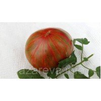 Насіння томату Гарвардська площа 15 нас Насіння томату Гарвардська площа 15 нас