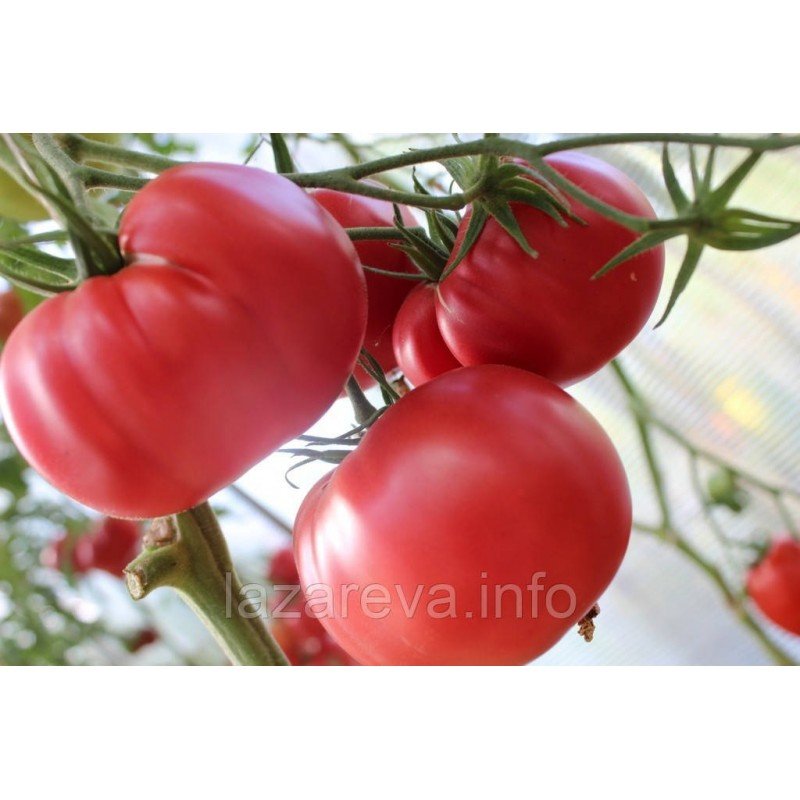 Насіння томату Дитя Джулії 10 нас