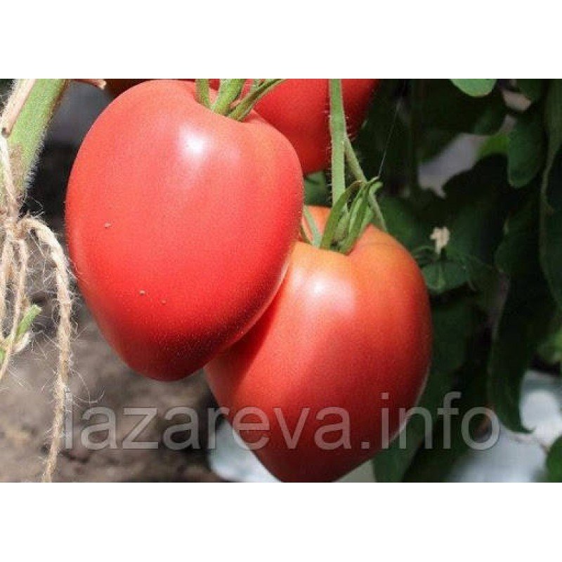 Насіння томату Король Лондона15 нас